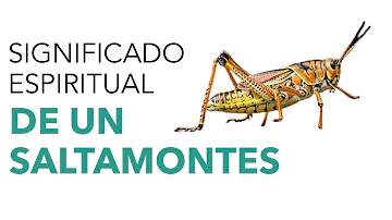 Saltamontes Significado Espiritual [ Y Simbolismo ]