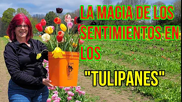tulipanes significado espiritual