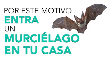 Murciélago En Casa Significado Espiritual [ Y Simbolismo ]