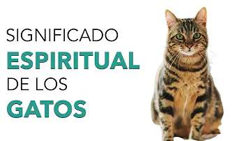 gatos significado espiritual