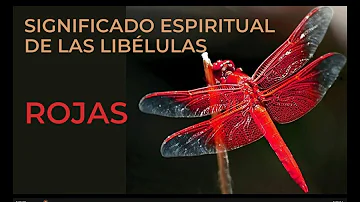 libélula roja significado espiritual