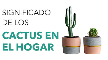 Cactus Significado Espiritual [ Y Simbolismo ]