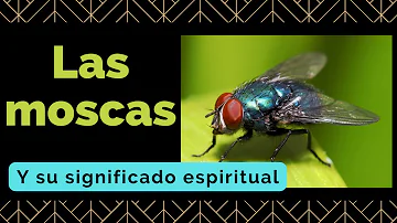 Moscas Significado Espiritual [ Y Simbolismo ]