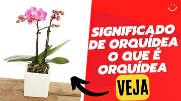 orquídeas significado espiritual