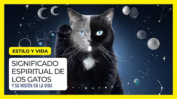 Atropellar Un Gato Significado Espiritual [ Y Simbolismo ]