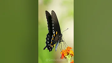 mariposa negra significado espiritual