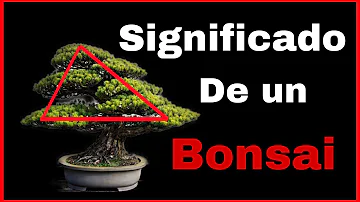 Ficus Ginseng Significado Espiritual [ Y Simbolismo ]