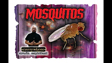 mosquitos pequeños en casa significado espiritual
