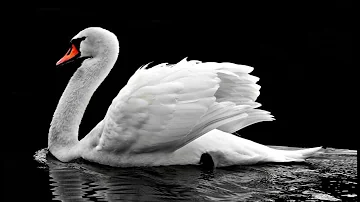 Cisne Significado Espiritual [ Y Simbolismo ]