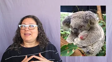 Koala Significado Espiritual [ Y Simbolismo ]