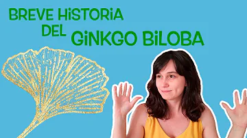 Ginkgo Biloba Significado Espiritual [ Y Simbolismo ]