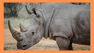 rinoceronte significado espiritual
