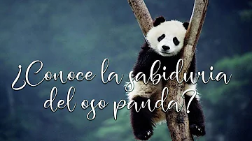 Oso Panda Significado Espiritual [ Y Simbolismo ]