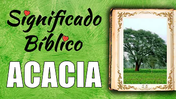 Acacia Significado Espiritual [ Y Simbolismo ]