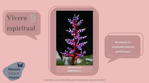 Bromelia Significado Espiritual [ Y Simbolismo ]