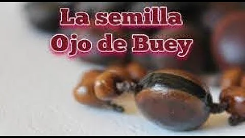 Ojo De Buey Significado Espiritual [ Y Simbolismo ]