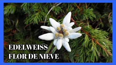 edelweiss significado espiritual