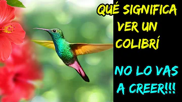 Colibrí Significado Espiritual [ Y Simbolismo ]