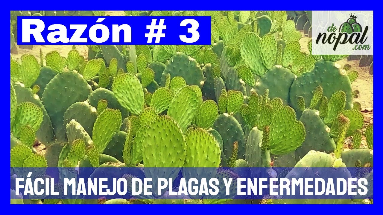 Significado De Nopal [ 2023 ]