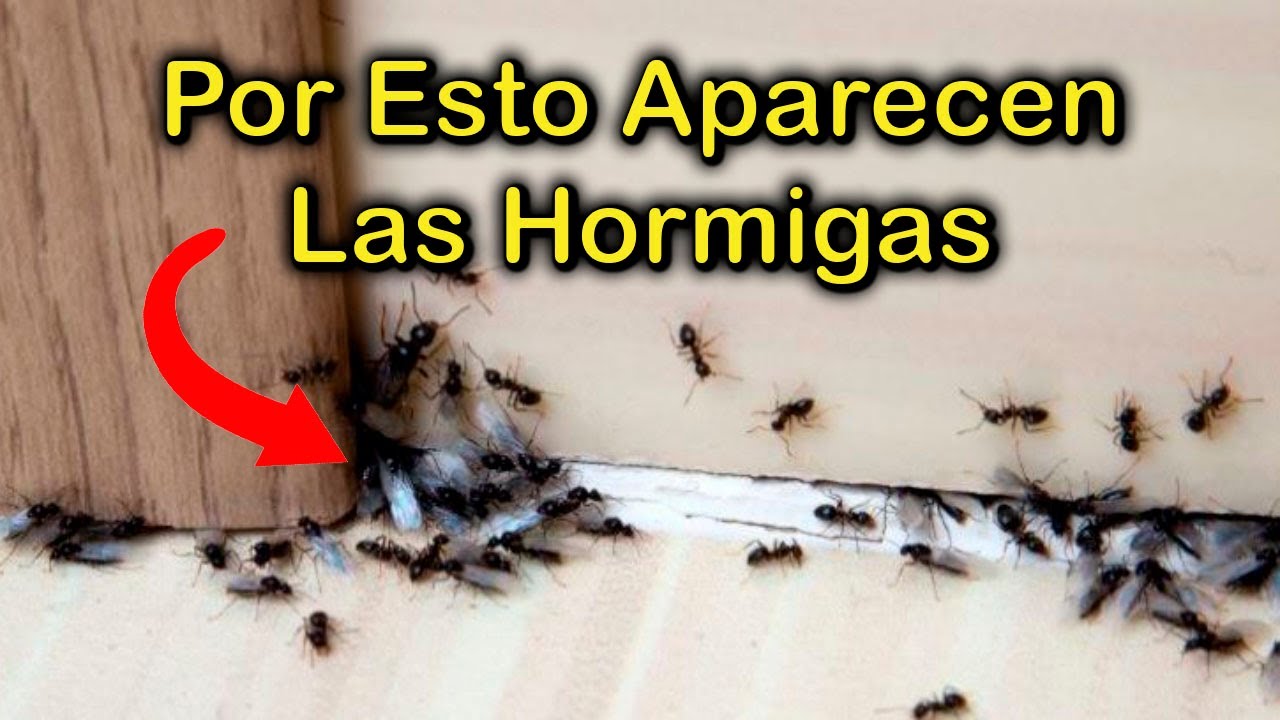 Aparicion De Hormigas Significado [ 2023 ]