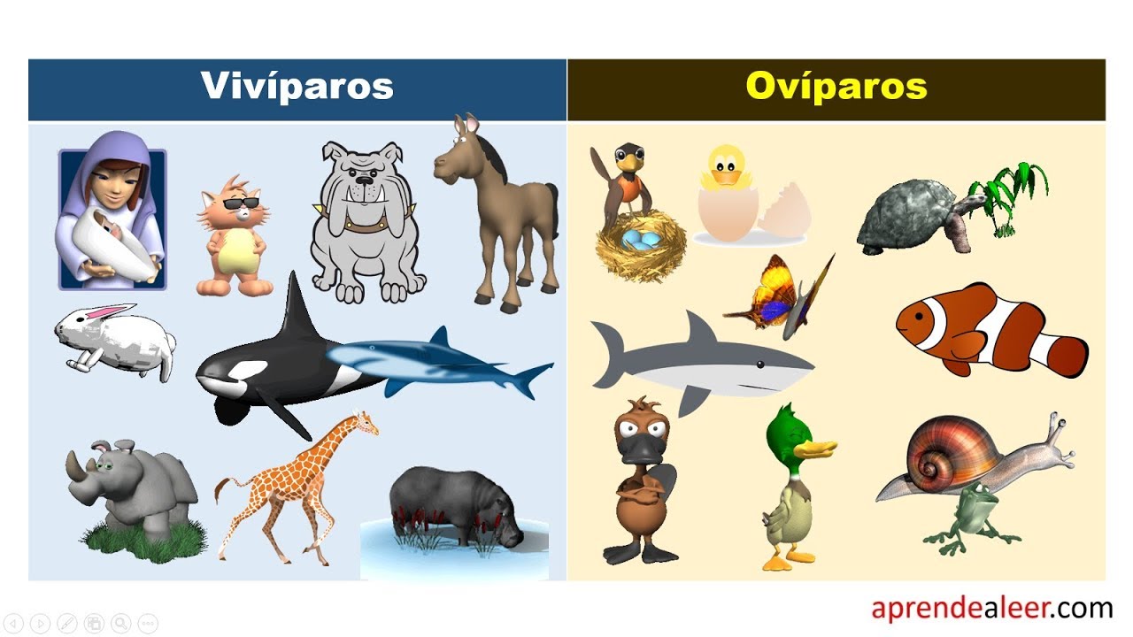 Significado De Oviparo [ 2023 ]