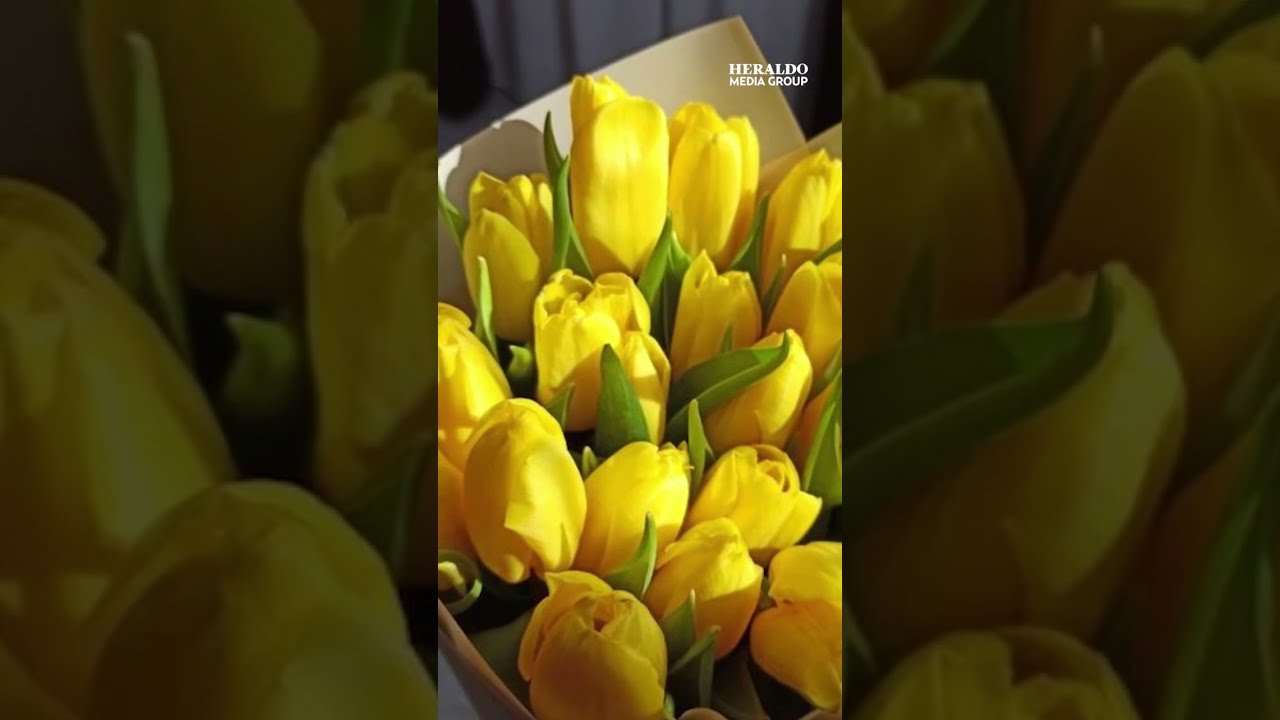 Tulipanes Amarillos Significado [ 2023 ]