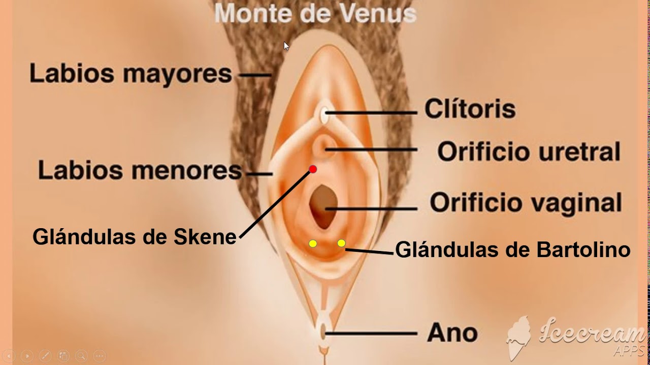 Organos Sexuales Pelvicos De La Mujer Significado [ 2023 ]