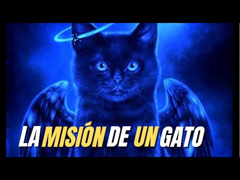 Significado De Donde Duermen Los Gatos [ 2023 ]