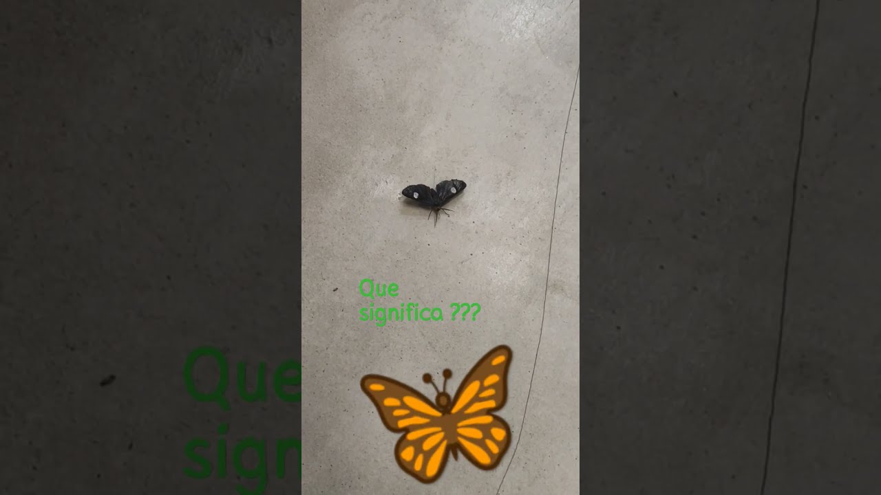 Significado Cuando Aparece Una Mariposa Negra [ 2023 ]