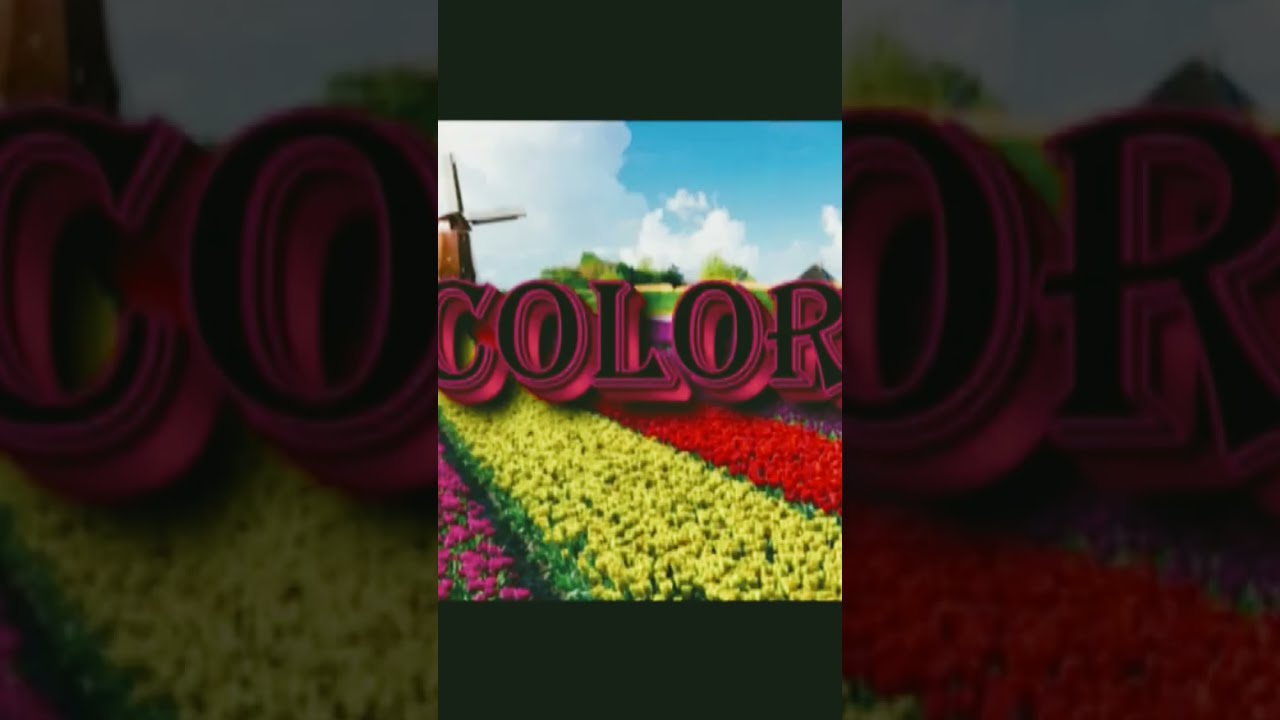 Significado Del Color De Los Tulipanes [ 2023 ]