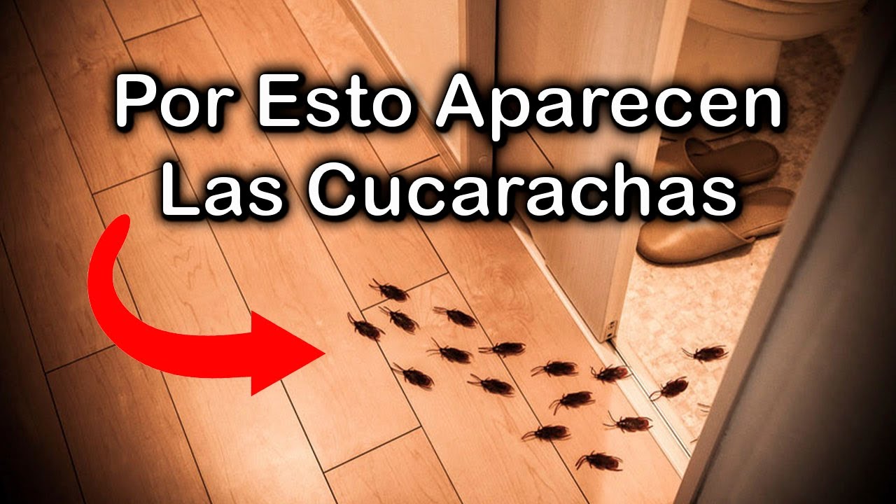 Significado Espiritual De Cucarachas En La Casa [ 2023 ]