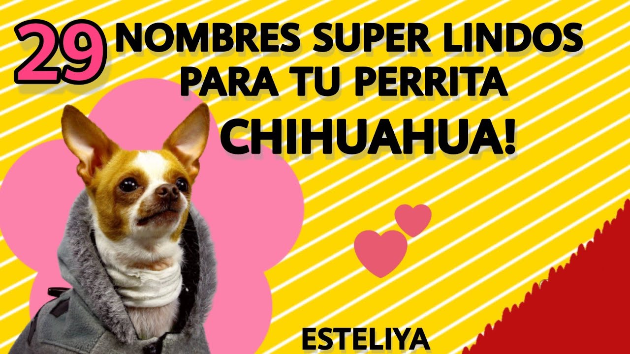 Nombres De Perritas Chihuahua Y Su Significado [ 2023 ]