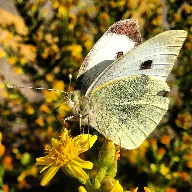 - La ⁣mariposa blanca⁤ como mensajera divina ⁣en la creencia espiritual