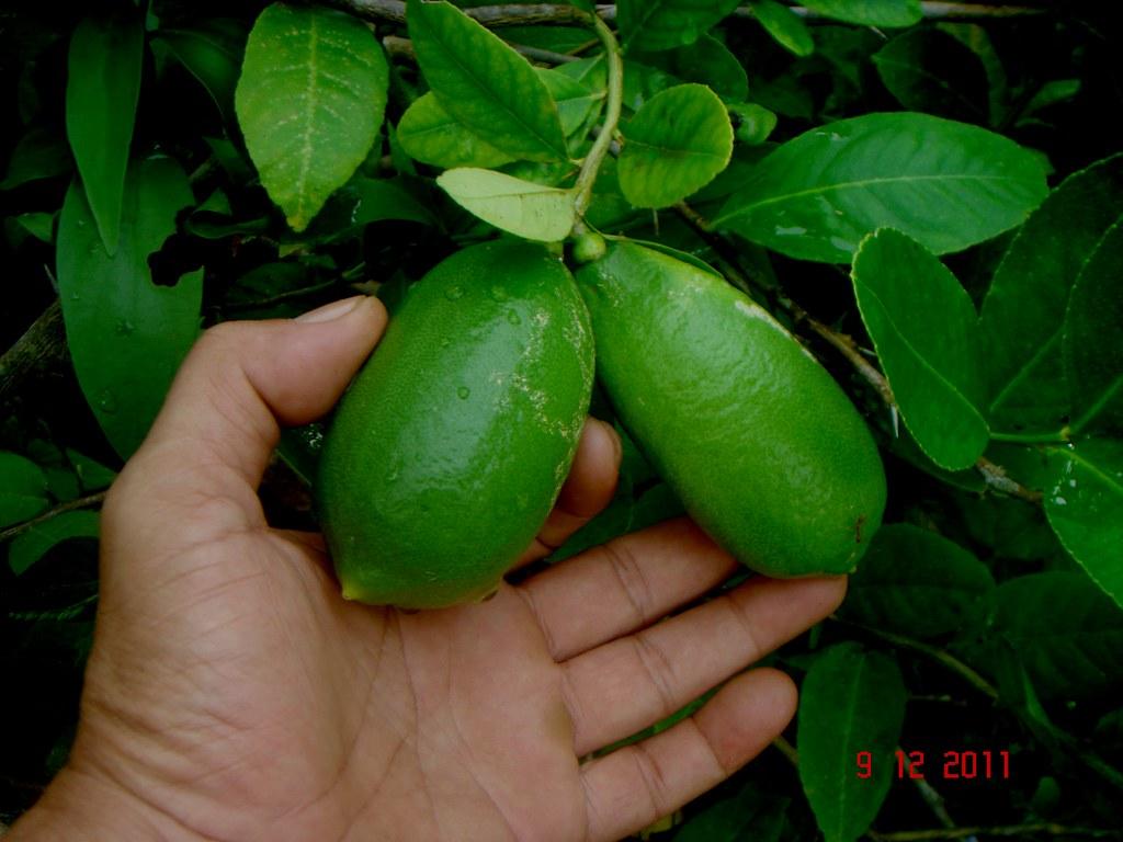 Limon Significado Espiritual