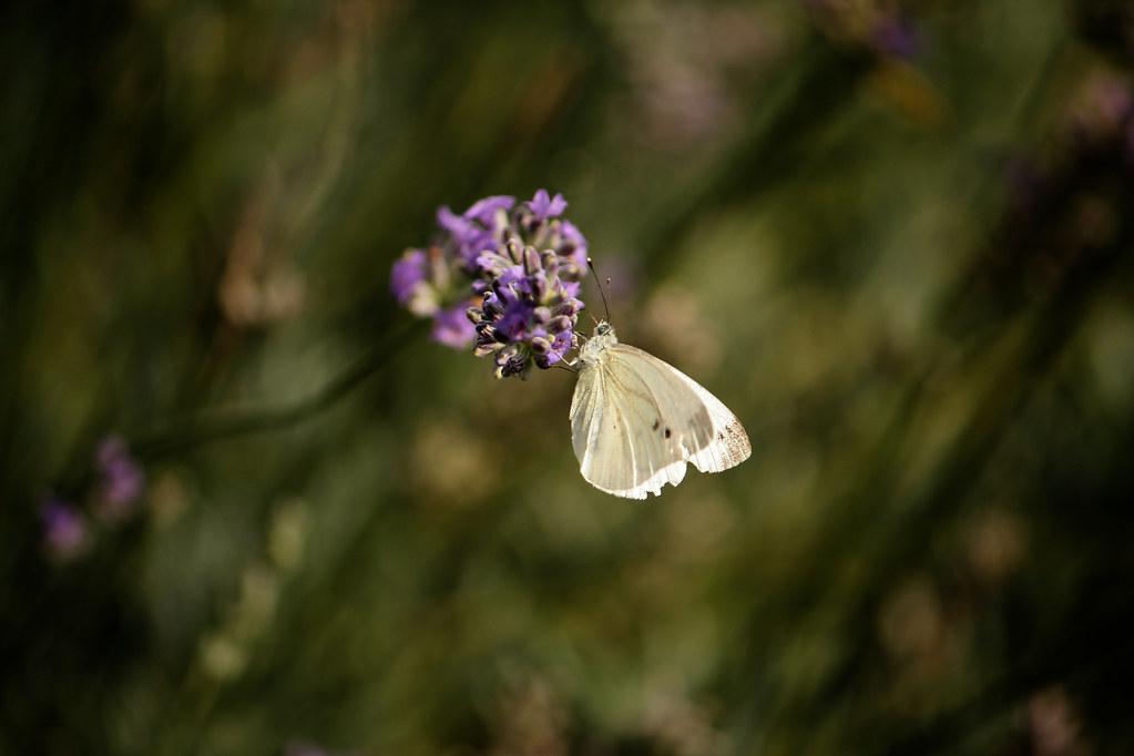 La⁤ mariposa blanca como mensajera de esperanza y transformación
