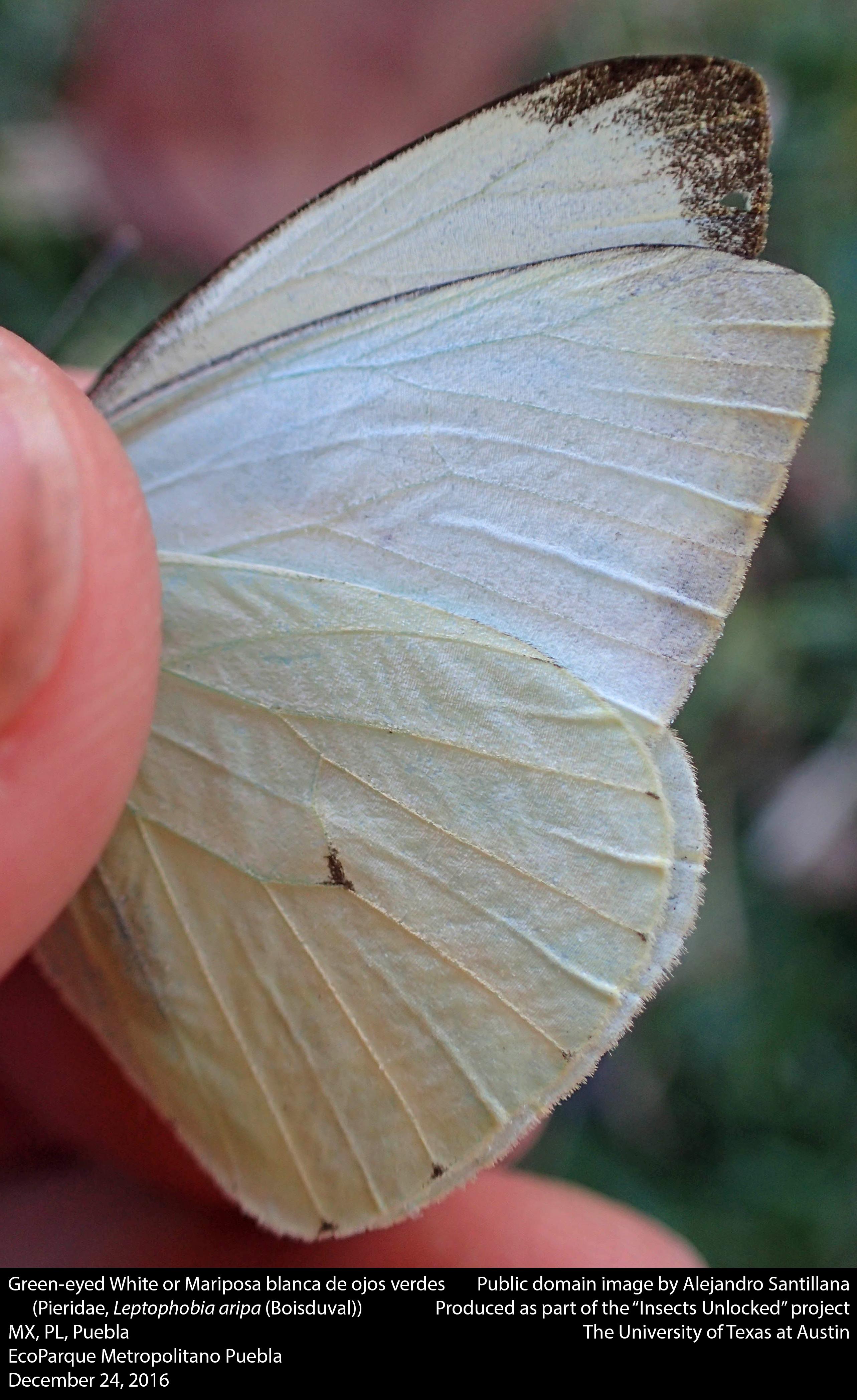 Curiosidades sobre la⁤ mariposa blanca en el ​contexto espiritual
